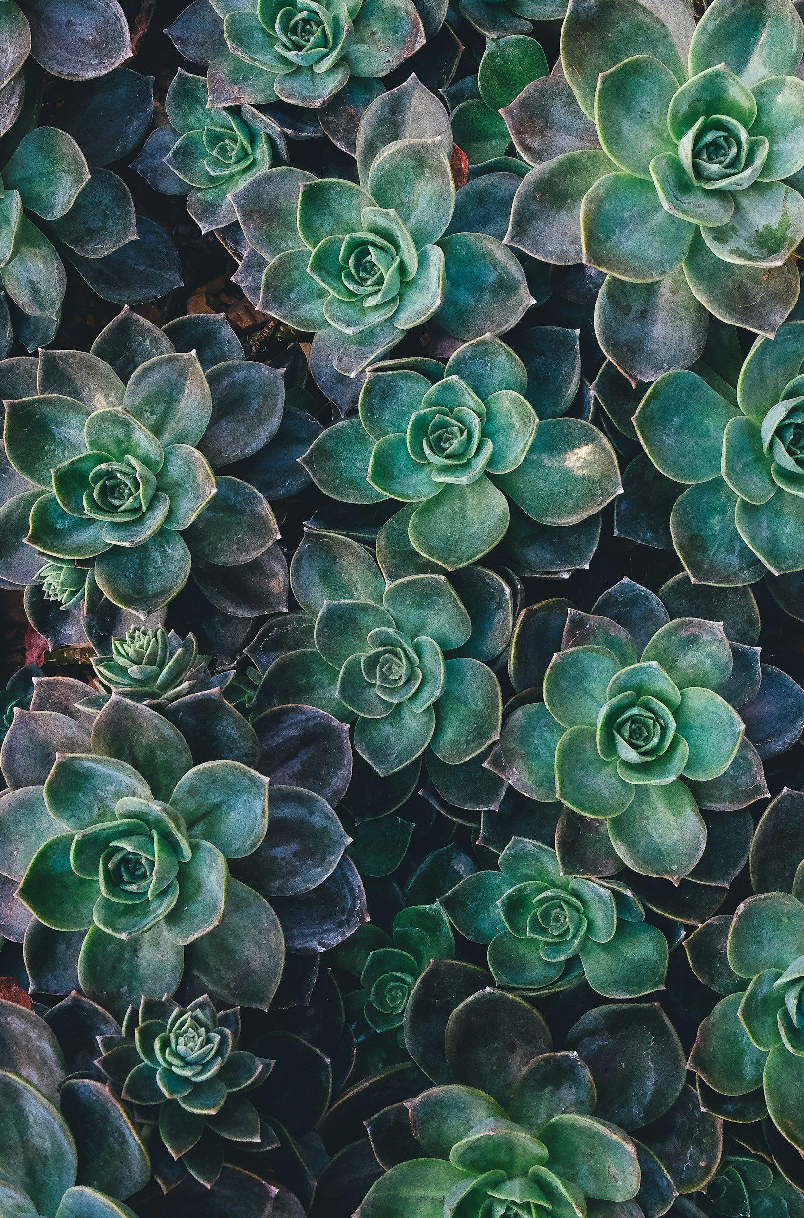 What is Biophilic Design?