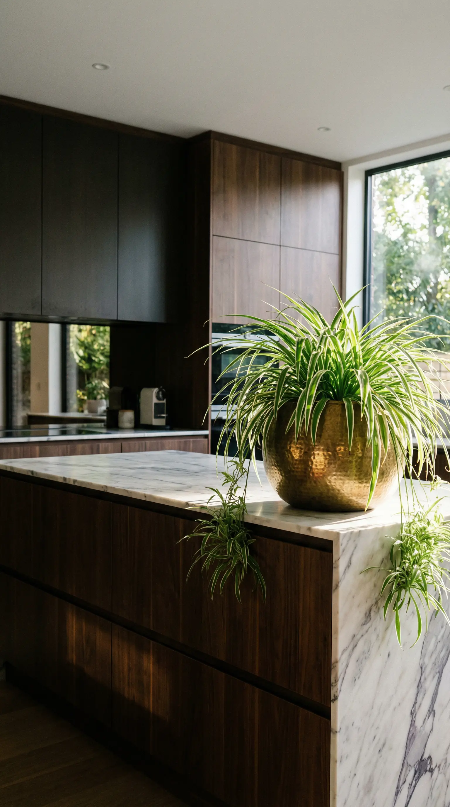 A spider plant trailing softly above a kitchen worktop